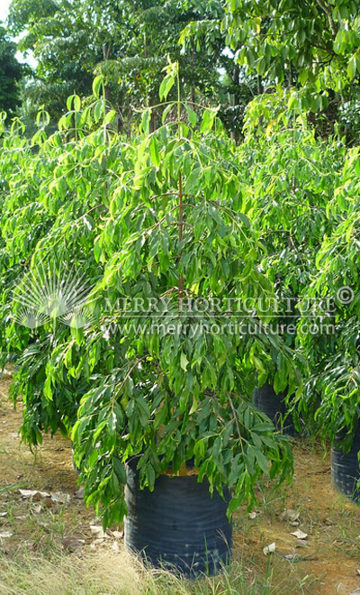 Carallia brachiata 'Honiara'